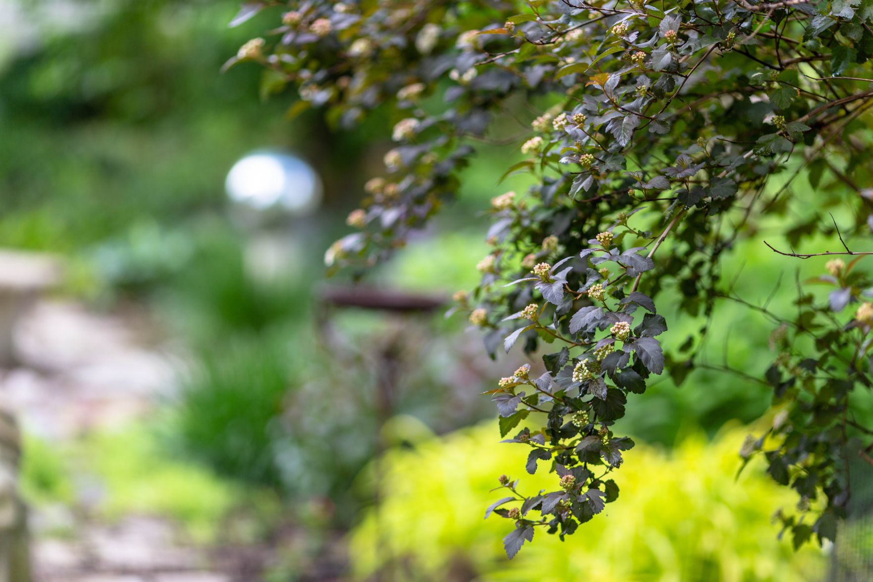 Wet Garden
